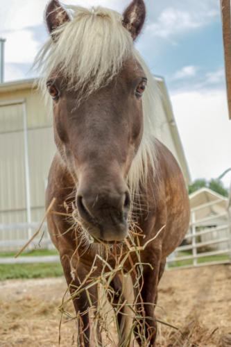 GrindStoneProductions_HorseFarm-30